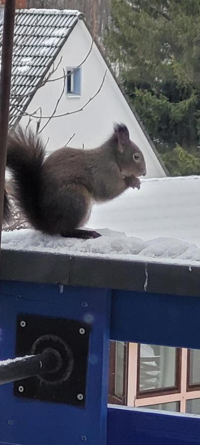 Fewo Harz Haennig 1 Wieda Buitenkant foto