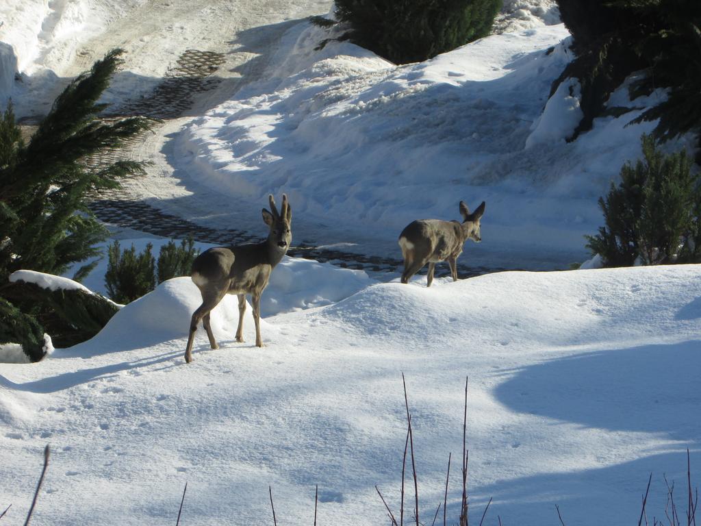 Fewo Harz Haennig 1 Wieda Buitenkant foto